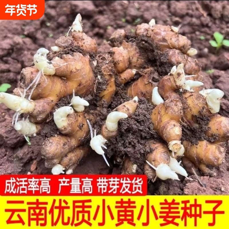 云南生姜种子正宗小黄姜春季种苗批发老姜带芽种植