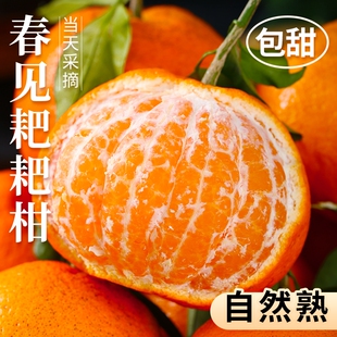 四川春见耙耙柑粑粑柑4.5 整箱杷杷柑丑桔爆汁 8.5斤新鲜水果当季