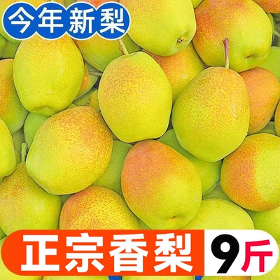 26年正宗香梨新鲜水果红香酥梨应当季新梨子薄皮脆甜多汁整箱包邮