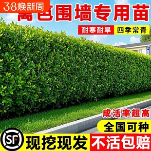 冬青树苗法国直立篱笆墙庭院围墙植物耐寒四季常青绿篱北海道黄杨