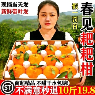 正宗四川耙耙柑现摘发货粑粑柑橘子水果新鲜应当季整箱丑蜜桔椪沃
