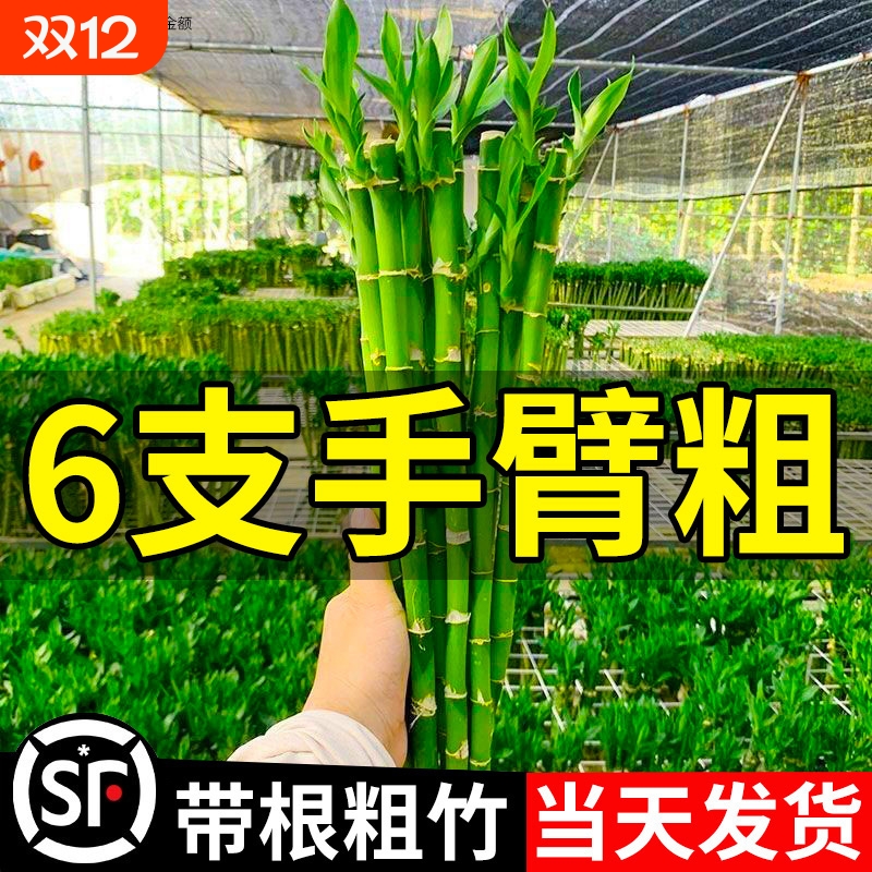 开运竹节节高风水好！！！