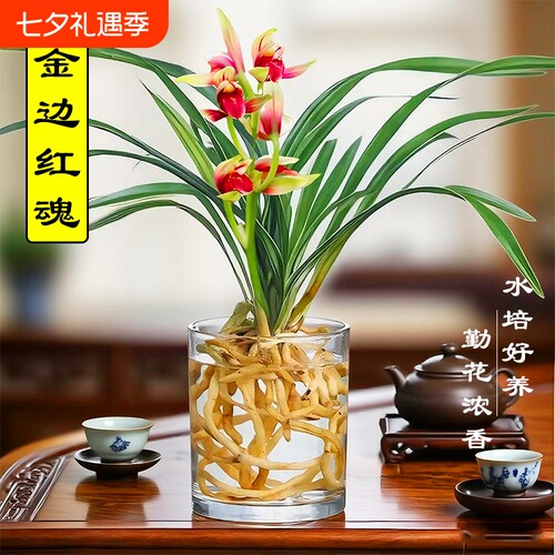 水培植物金边兰花苗红魂建兰夏带花好养室内浓香苔藓球盆栽客厅