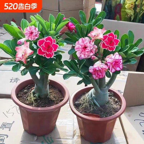 重瓣沙漠玫瑰带花苞|千人加购