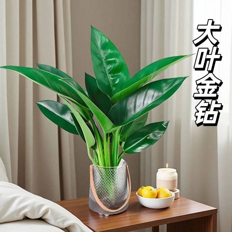 大叶金钻绿公主盆栽室客厅大盆植物净化空气四季常青懒人水培绿植