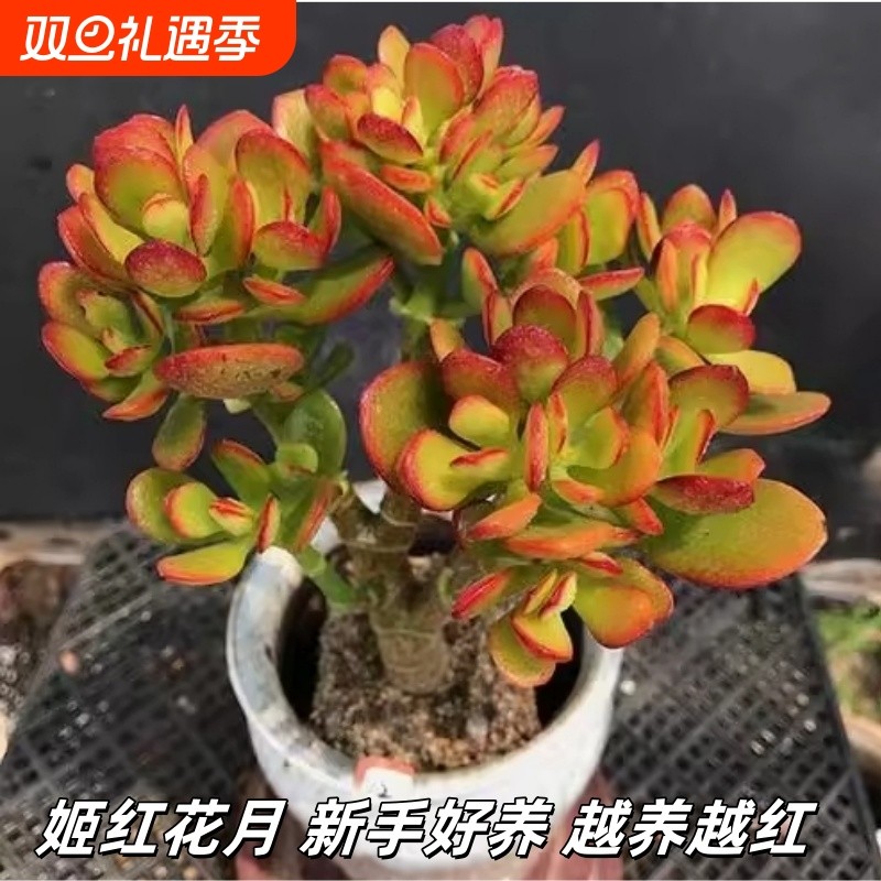 红边玉树盆栽黄金花月阳台多肉植物防辐射肉肉四季常青绿植好养