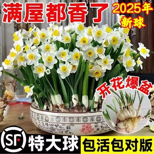 漳州水仙花种球种子盆栽水养花卉球种室内冬季水培植物花球带花苞