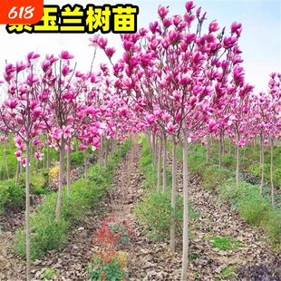 玉兰花树苗带花苞盆栽庭院耐寒植物室外四季花卉紫广玉兰造型室内