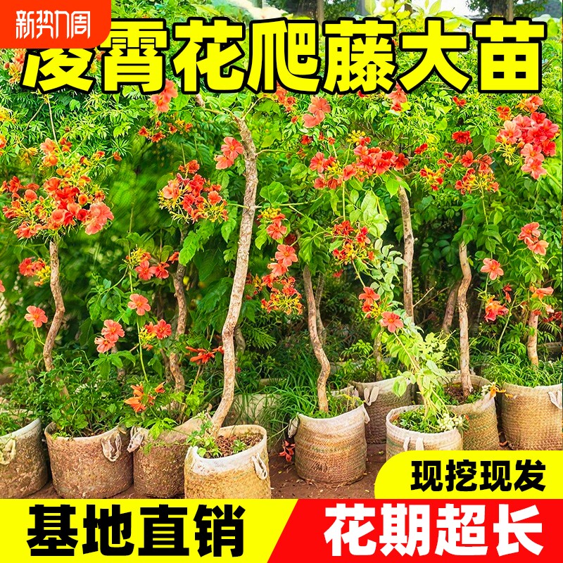 凌霄花爬藤大苗四季耐寒老桩树苗植物美国室外庭院墙粉色炮仗花卉