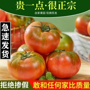 正宗丹东草莓柿子5斤西红柿新鲜碱地铁皮柿子自然熟生吃水果番茄