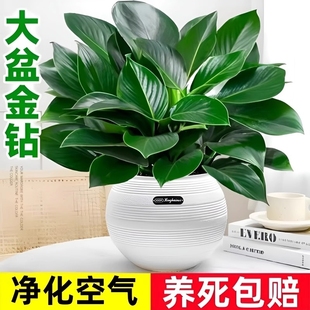 金钻盆栽绿萝室内植物花卉办公室水培绿植多肉净化空气去除甲醛