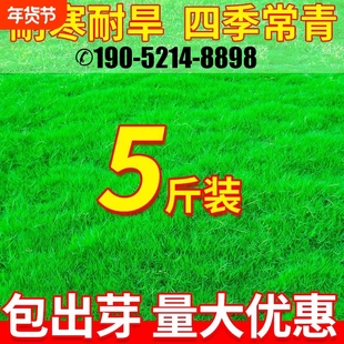 草坪草籽四季青地毯草庭院绿化狗牙根黑麦草矮生护坡草种草皮草子