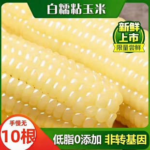 东北白糯玉米甜糯款黏糯鲜香粗粮代餐健康宿舍加热即食玉米黑土地