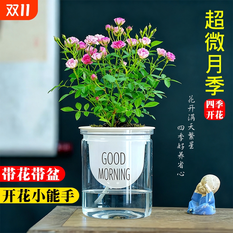 超微姬月季迷你小盆栽水中美人多头开花水培客厅办公室内桌面植物