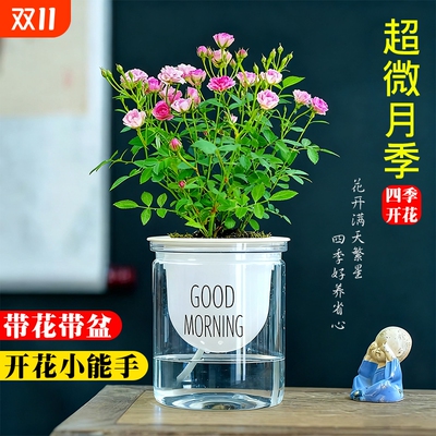 超微姬月季迷你小盆栽水中美人多头开花水培客厅办公室内桌面植物
