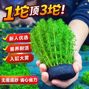 绿菊蜈蚣草水草大坨草鱼缸造景阴性水族箱小坨小宝塔养龟净水增氧