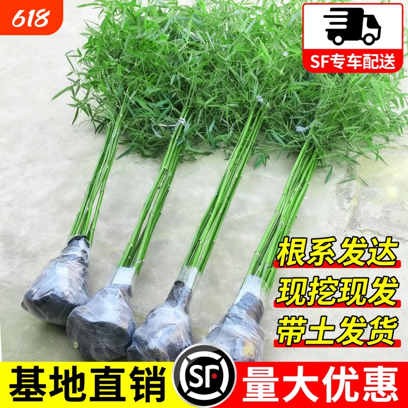 竹子苗四季青竹名贵紫竹罗汉竹金镶玉竹室外庭院盆栽耐寒全国可种