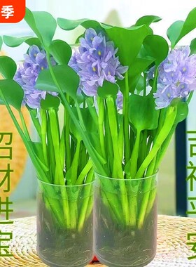 四季常青招财元宝水培花卉水养客厅办公室庭院懒人桌面摆件水培
