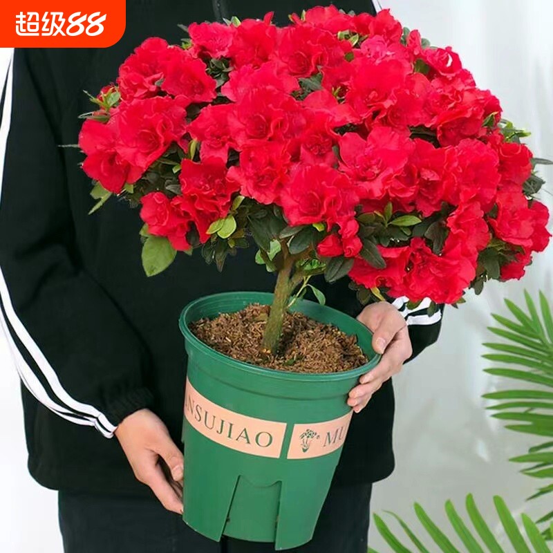 四季杜鹃花盆栽带花苞大棵红杜鹃花树苗老桩好养花卉植物室内开花图片