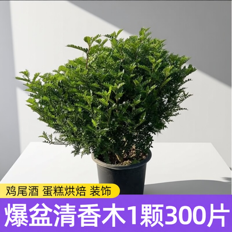 爆盆胡椒木清香木盆栽蛋糕装饰叶子西餐饮品甜品植物驱蚊烘焙新鲜 - 实物图