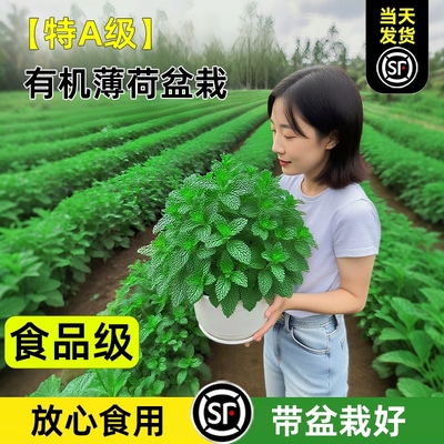 大盆薄荷盆栽可食用四季好养驱蚊