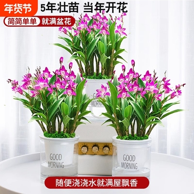 刘阁兰花苗 七彩石斛兰 有带花苞泼墨香水石斛室内外花卉绿植盆栽