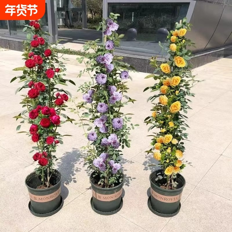 1米6藤本月季蔷薇花苗爬藤绿植物四季开花卉盆栽月季花小苗庭院,鲜花速递/花卉仿真/绿植园艺,月季/蔷薇/玫瑰,淘宝优惠券,粉丝福利购,淘宝优惠卷