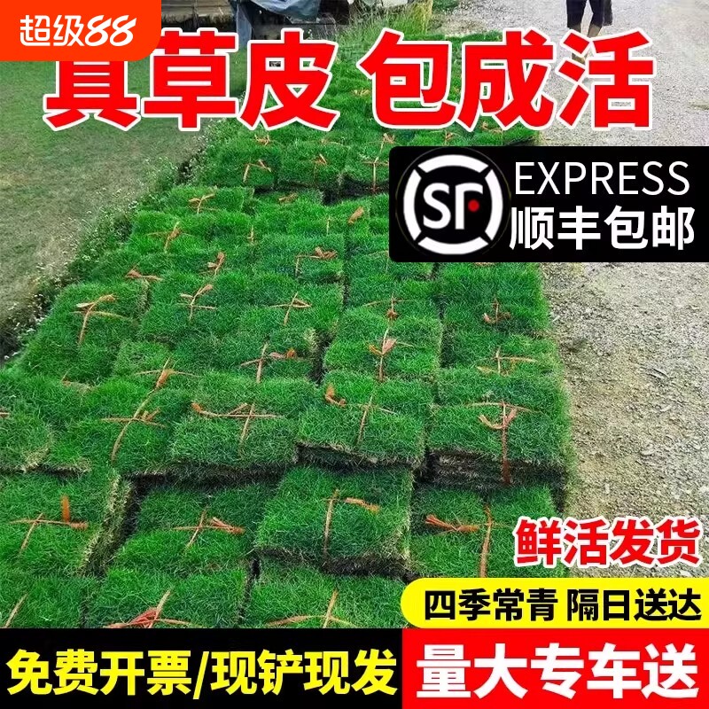 草皮真草坪带泥土花园别墅绿化四季青果岭草马尼拉台湾草草皮带土图片