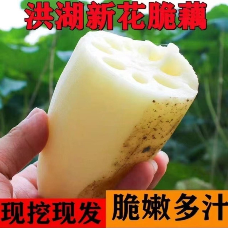 湖北莲藕新鲜脆藕水果莲藕新鲜现挖时令蔬菜清炒凉拌火锅食材
