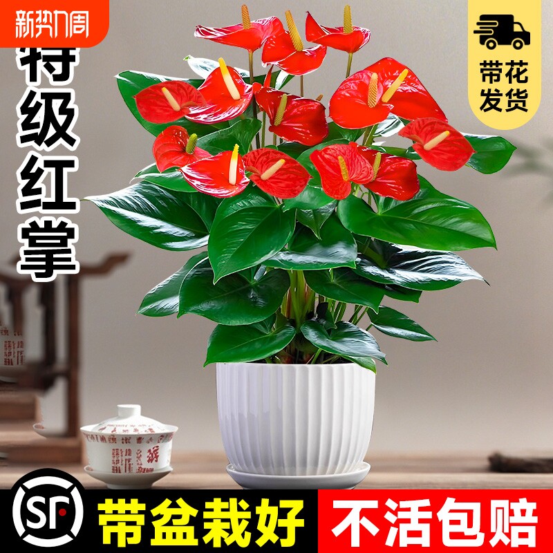 大盆花卉绿植特级红掌盆栽室内植物鸿运当头四季开花好养中式盆景