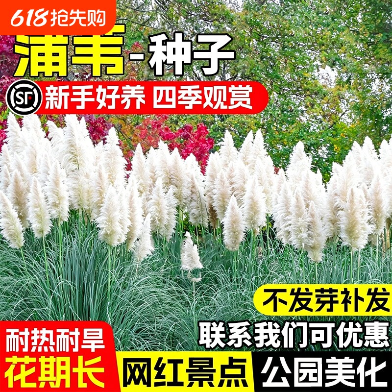 蒲苇种子耐寒耐旱草籽多年生公园景区绿化网红景点打造耐贫瘠种籽