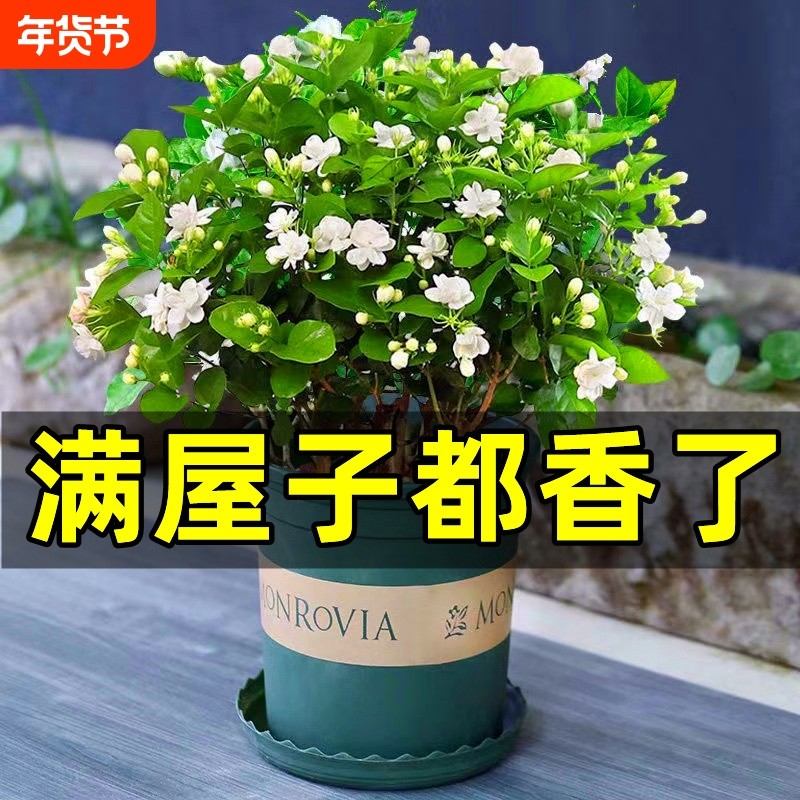 浓香茉莉花苗盆栽带花苞栀子花卉植物室内好养绿植九里香四季开花