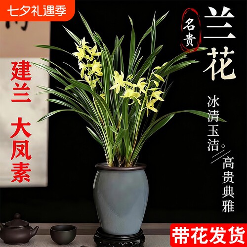 四季兰建兰大凤素现带花苞开花室内花卉兰花苗客厅名贵素心兰水培