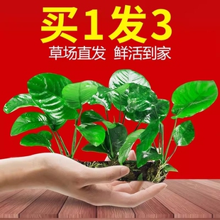 水榕沉木水草植物鱼缸造景装 饰摆件懒人淡水阴性增氧净水椰壳屋