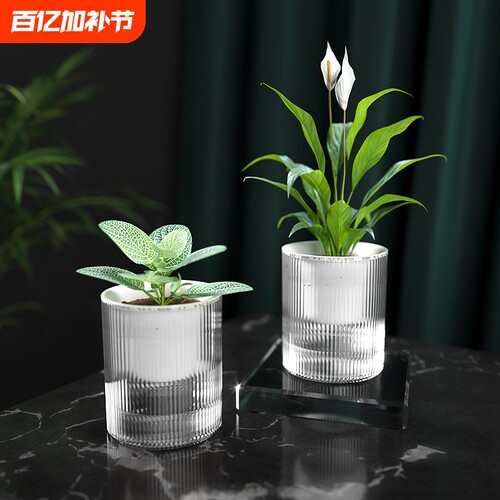 懒人绿萝植物自动吸水花盆透明水培器皿塑料玻璃水养花瓶绿箩专用
