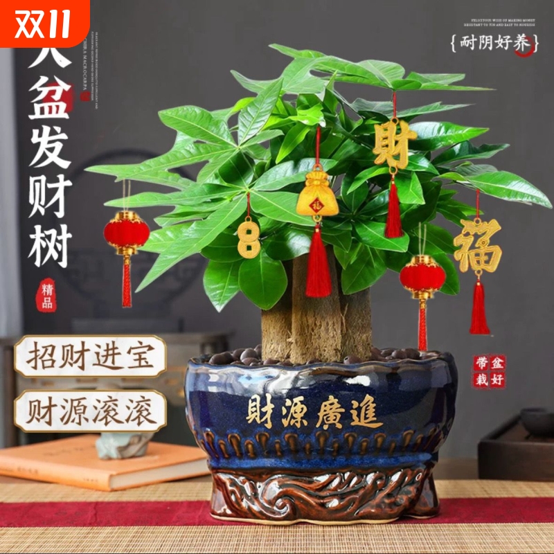 发财树小盆栽客厅盆景办公室内桌面旺宅绿植开业送礼四季常青好养