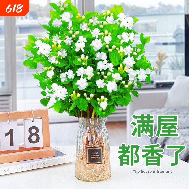 茉莉花苗盆栽水培植物九里香栀子花卉室内四季开花水培花客厅好养