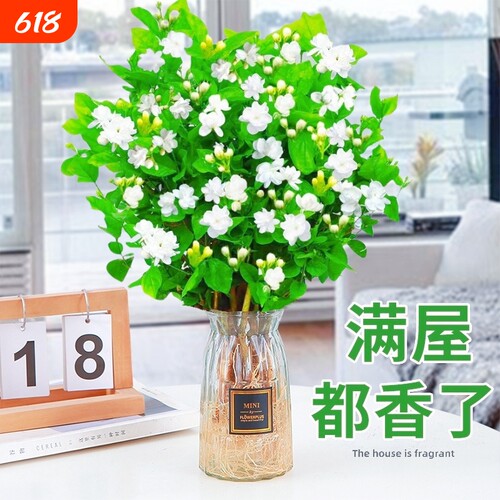 茉莉花苗带花苞|395人收藏