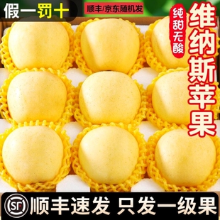 顺丰山东维纳斯黄金苹果新鲜水果当季 整箱奶油富士苹果脆甜精选
