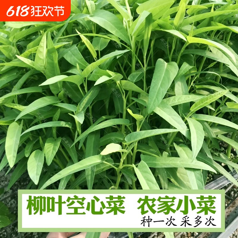 ���������1��Լ1000�����ͷ��ϣ� �ļ���Ҷ���Ĳ�����СҶ���Ĳ˴�Ҷ��Ҷ���Կ��Ĳ�����׹���ˮ��