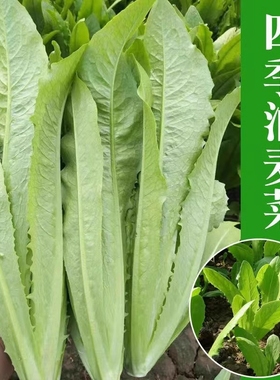 四季油麦菜种子春秋青菜阳台盆栽香菜小葱萝卜辣椒种子贝贝奶油