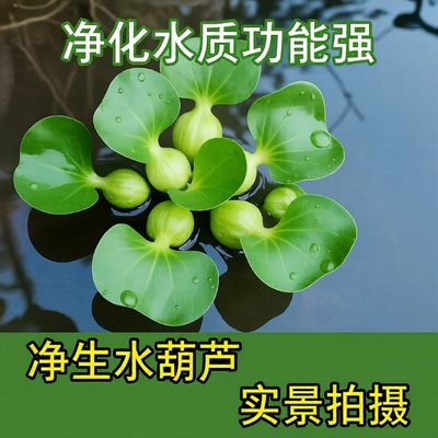 水浮莲水草养龟鱼水培绿植懒人净化水质造景缸增氧养鱼淡水开花