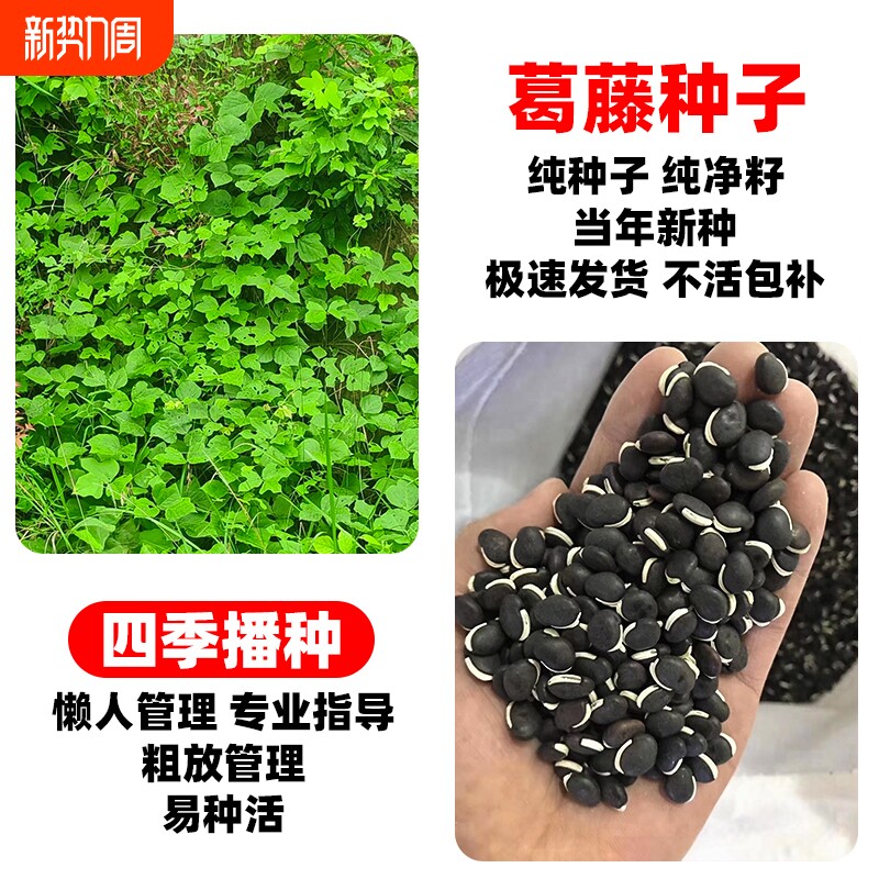 葛藤种子护坡固土速生草籽多年生爬藤种籽荒山工程生态修复耐盐碱