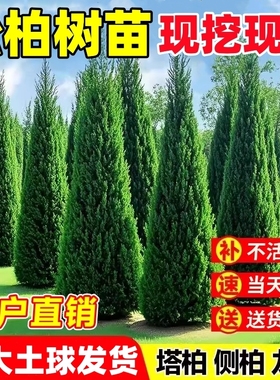 松柏树苗四季常青柏树塔柏侧柏大号好养工程道路绿化圆柏松树龙柏