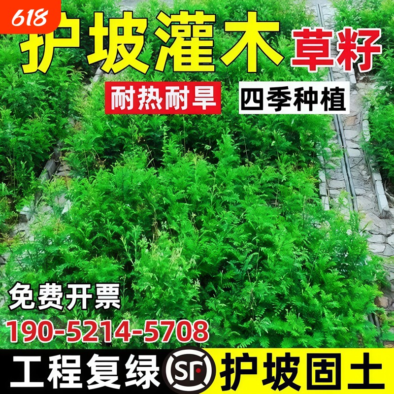 护坡固土植物灌木草籽绿化四季常青高羊茅草坪种子耐寒荆条耐热