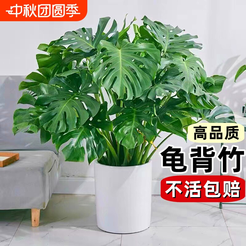 龟背竹盆栽老桩客厅大型绿植物室内吸甲醛四季常青水培富贵竹花卉图片