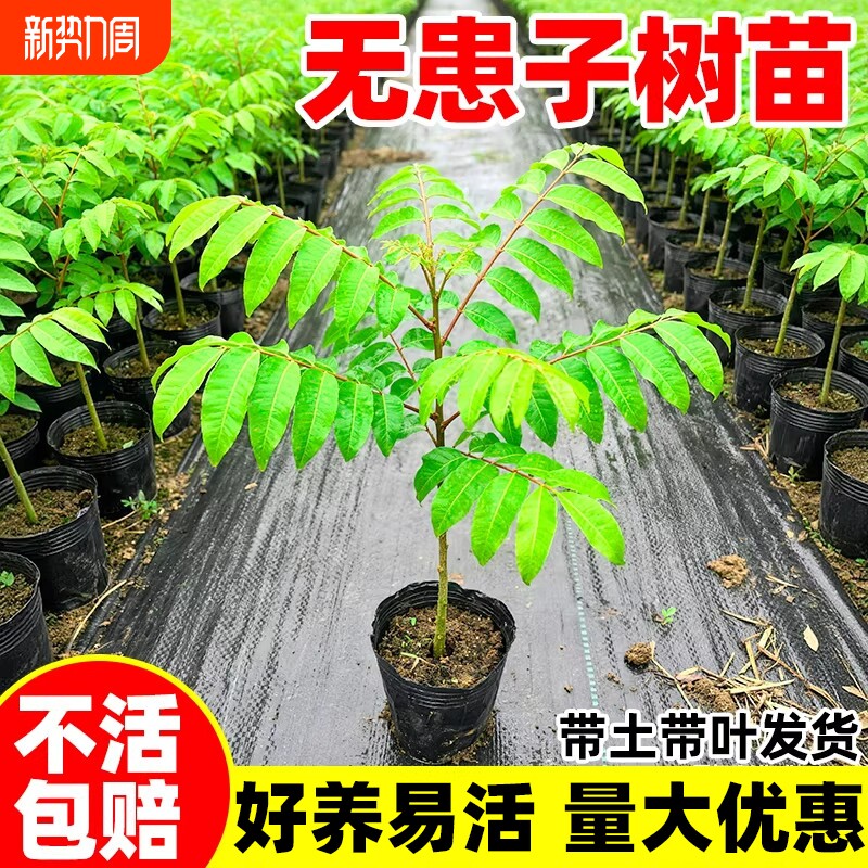 无患子树苗红籽四季常青鬼见愁耐寒庭院名贵风景观大树保平安绿植
