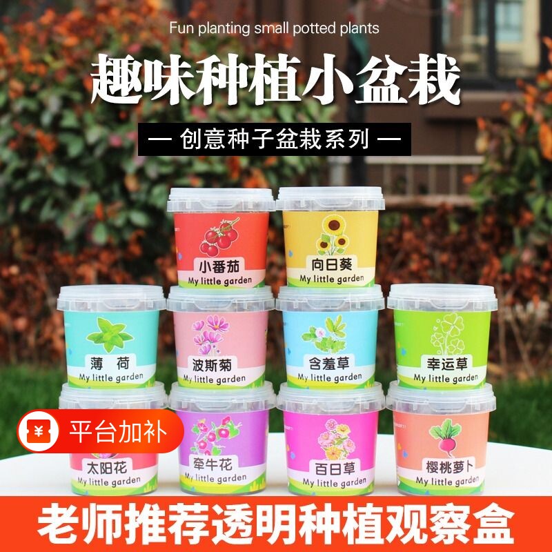 学生儿童种植小盆栽太阳花向日葵种子植物种植观察四季花种子套装