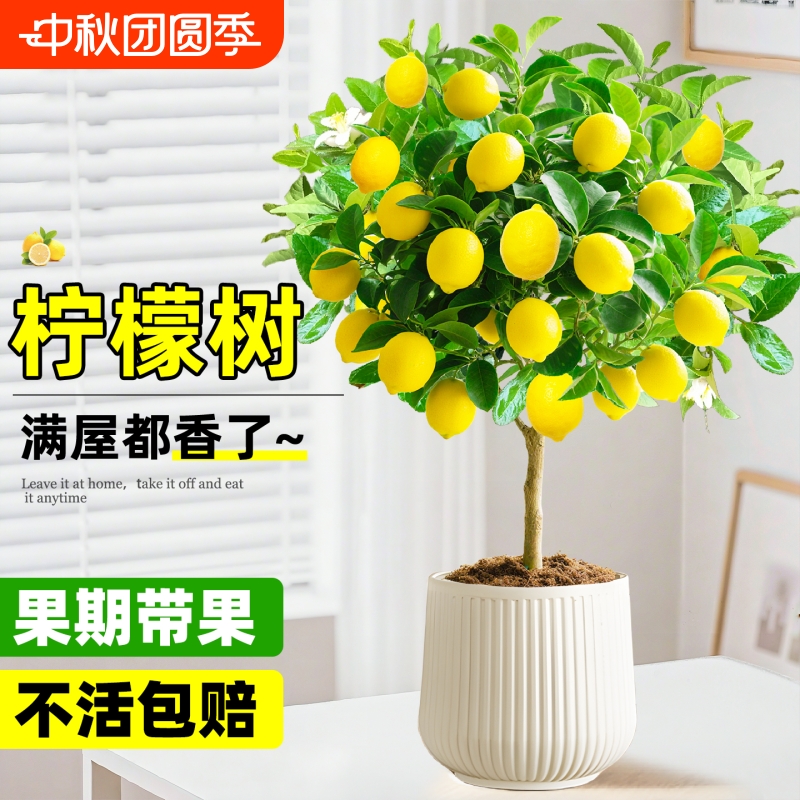柠檬树盆栽可食用四季好养