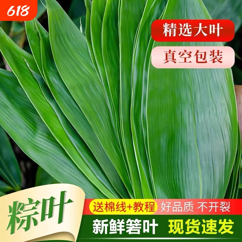 粽叶新鲜粽子叶大号精选包粽子专用的叶子端午鲜叶干叶特大家商用
